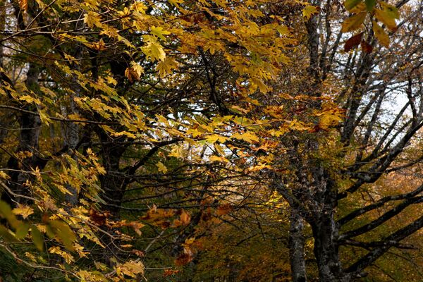 Осенний лес. Осенний лес. - Sputnik Южная Осетия