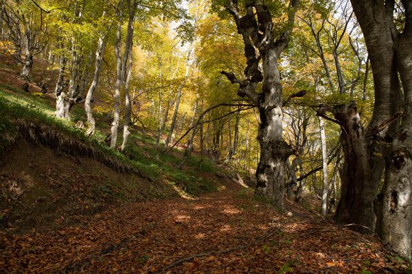 Осенний лес Осенний лес - Sputnik Южная Осетия