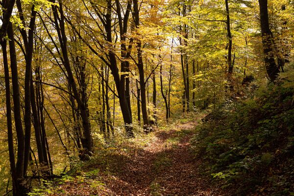 Осенний лес Осенний лес - Sputnik Южная Осетия