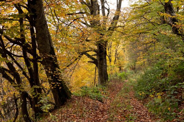 Осенний лес Осенний лес - Sputnik Южная Осетия