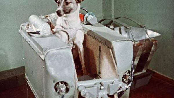 3 ноября 1957 года был запущен Спутник-2 — первый биологический спутник Земли с собакой на борту - Sputnik Южная Осетия