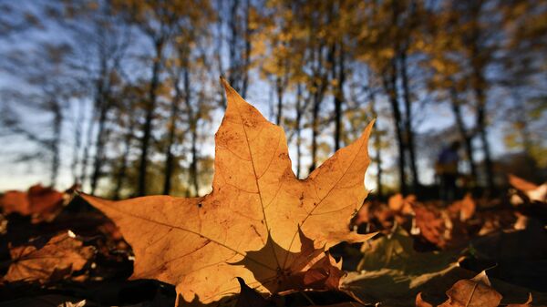 Желтая листва  - Sputnik Южная Осетия