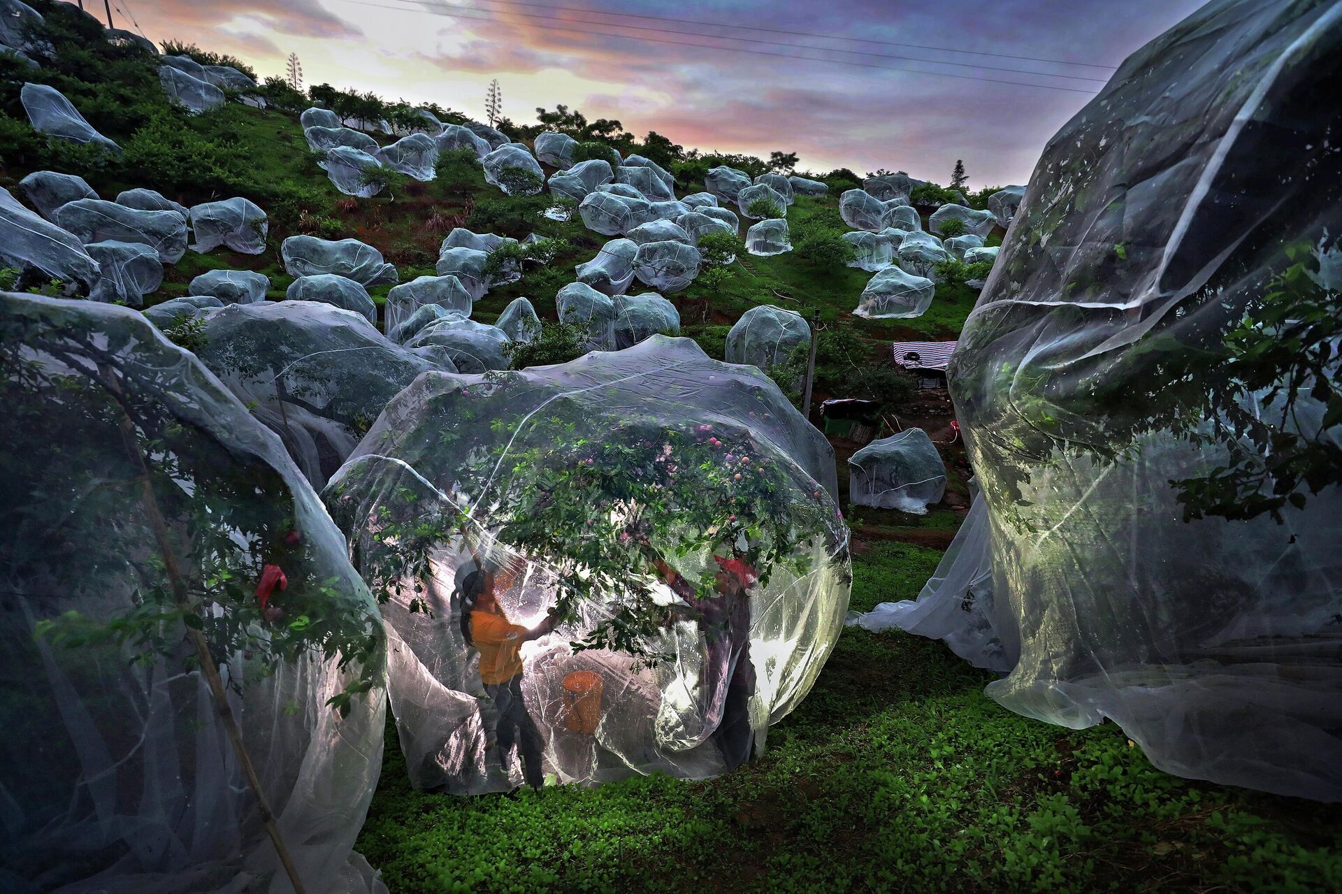 Фруктовые деревья под тентами Фруктовые деревья под тентами - Sputnik Южная Осетия, 1920, 18.11.2025