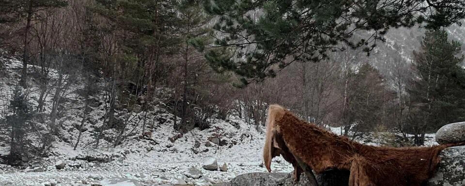 Охотник - Sputnik Южная Осетия, 1920, 14.12.2025