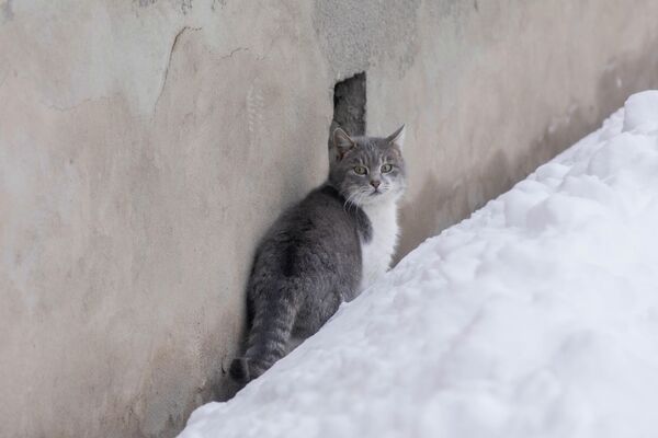 Новогодний Цхинвал Новогодний Цхинвал - Sputnik Южная Осетия