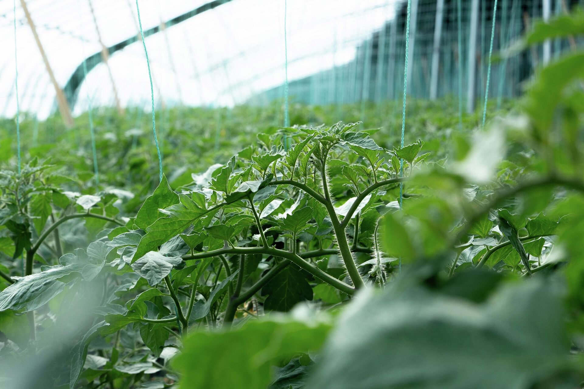 Теплица - Sputnik Южная Осетия, 1920, 07.04.2026