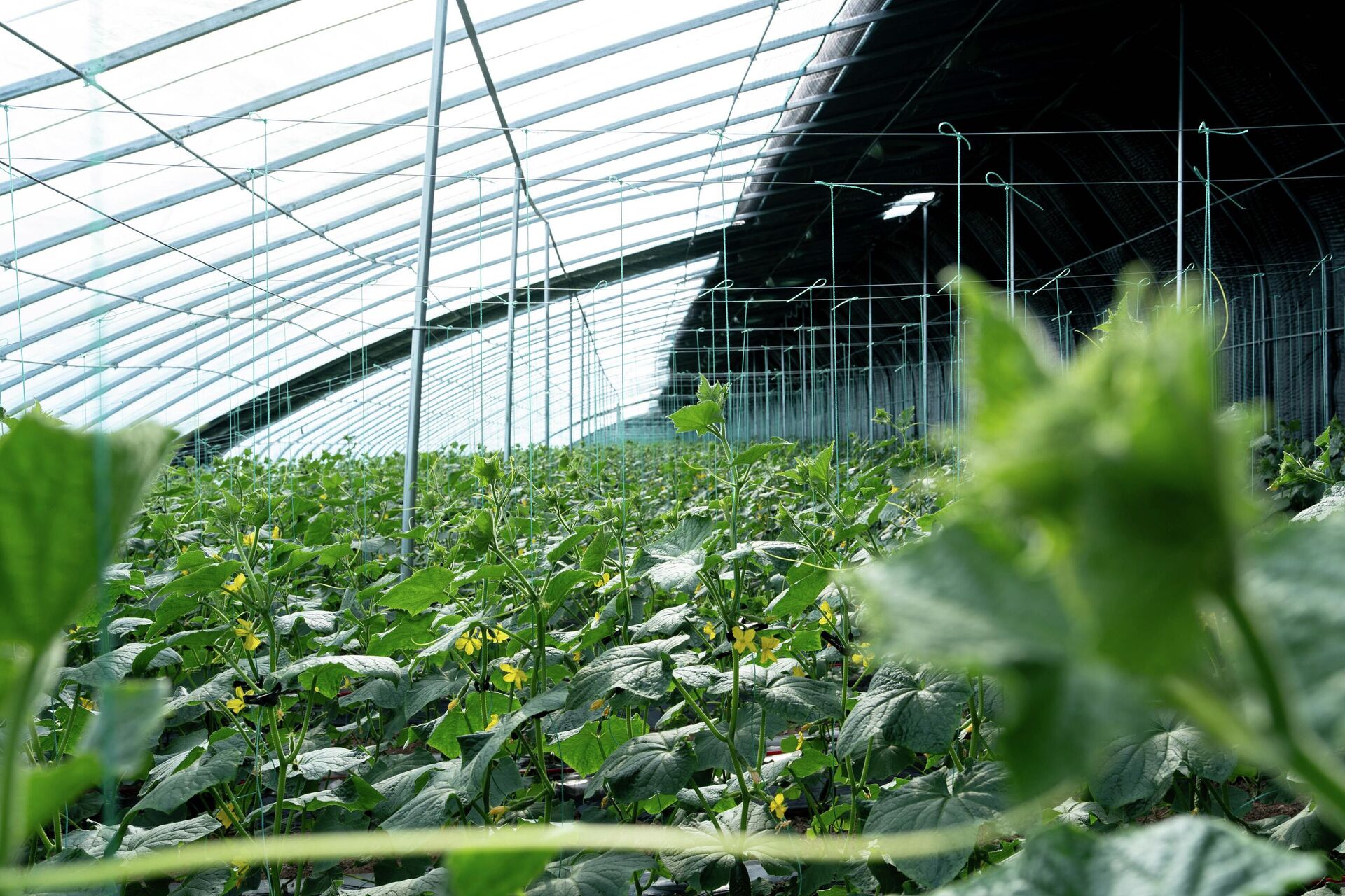 Теплица - Sputnik Южная Осетия, 1920, 07.04.2026