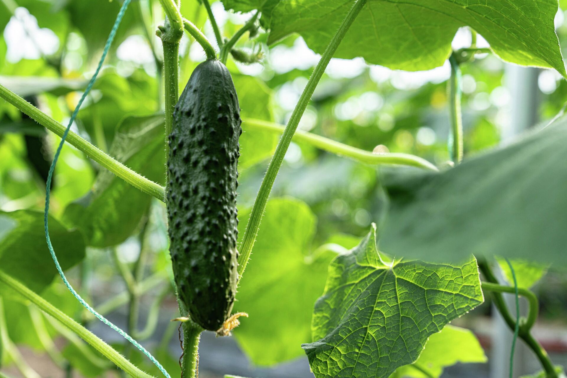 Огурцы в теплице - Sputnik Южная Осетия, 1920, 07.04.2026