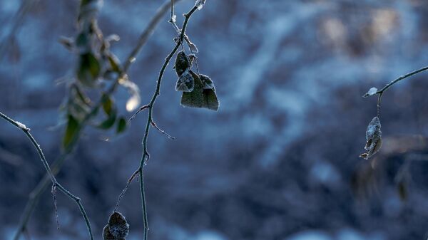 Морозный день в Санкт-Петербурге - Sputnik Южная Осетия