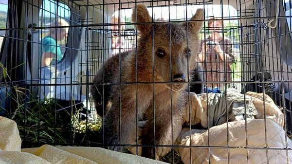 Медвежат-сирот из Южной Осетии отправили в волгоградский Центр спасения Dino - Sputnik Южная Осетия