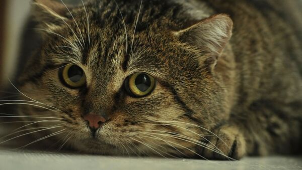 Испуганная кошка - Sputnik Южная Осетия