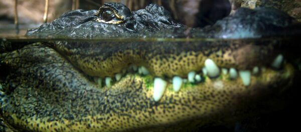 Аллигатор Аллигатор - Sputnik Южная Осетия