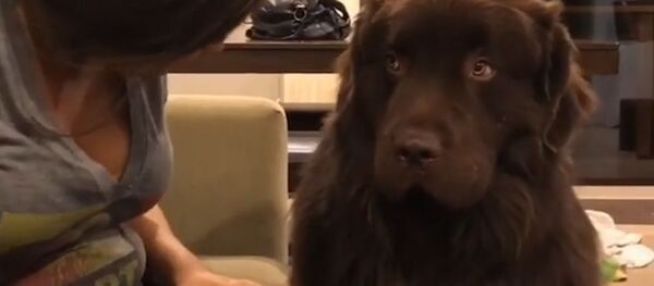 Собака Собака - Sputnik Южная Осетия