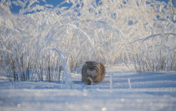 Снимок Winter's tale российского фотографа Valeriy Maleev, попавший в шортлист LUMIX People's Choice Award  - Sputnik Южная Осетия