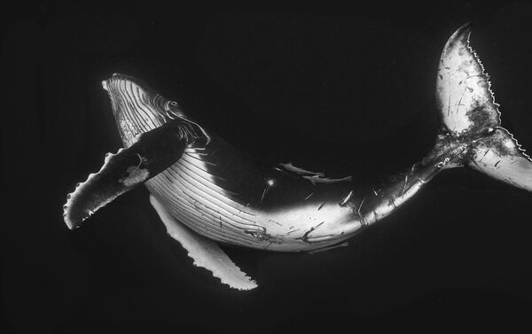 Снимок The humpback calf австралийского фотографа Wayne Osborn, попавший в шортлист LUMIX People's Choice Award - Sputnik Южная Осетия