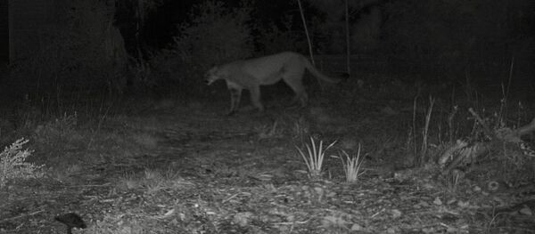 Пума Пума - Sputnik Южная Осетия