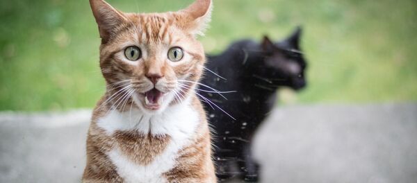 Удивленная рыжая кошка Удивленная рыжая кошка - Sputnik Южная Осетия