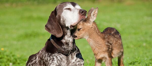 Собака и олень, друзья Собака и олень, друзья - Sputnik Южная Осетия