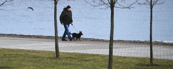Мужчина гуляет с собакой по территории Московского музея-заповедника Коломенское Мужчина гуляет с собакой по территории Московского музея-заповедника Коломенское - Sputnik Южная Осетия