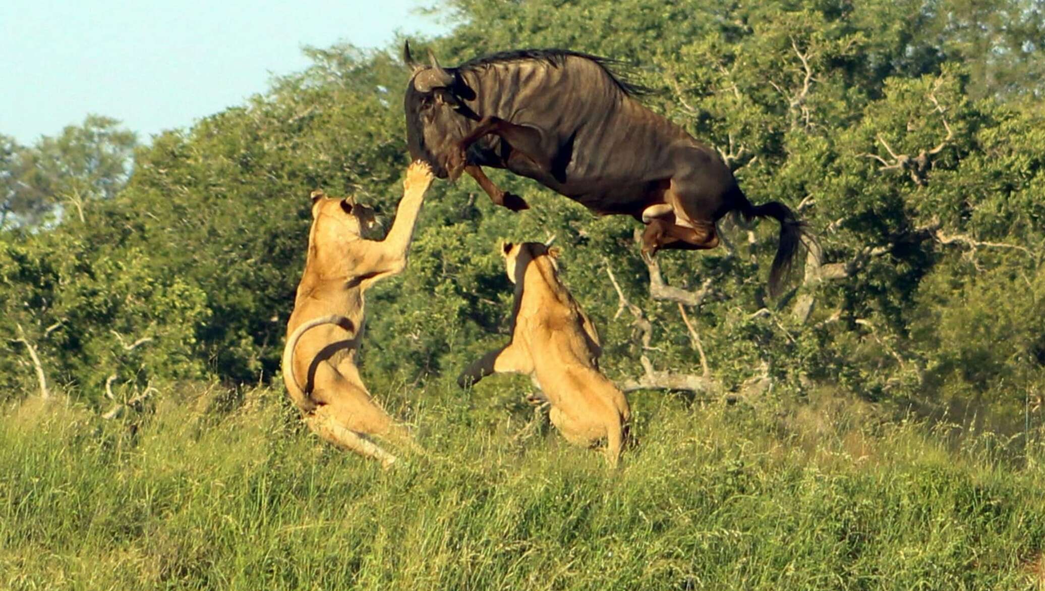 Хищники нападение. Нападение хищников на животных. Львица охотится. Львица охотится на антилопу.