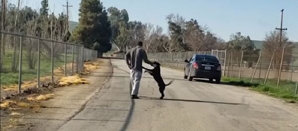 Хозяин бросил собаку в США Хозяин бросил собаку в США - Sputnik Южная Осетия