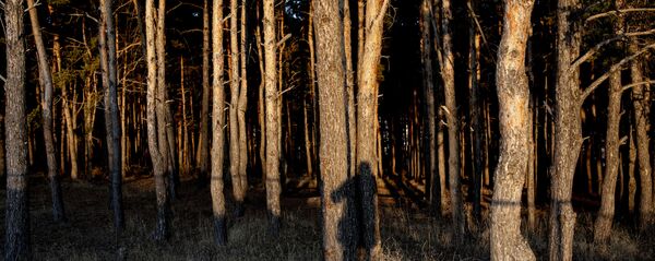 Дубовая роща Дубовая роща - Sputnik Южная Осетия