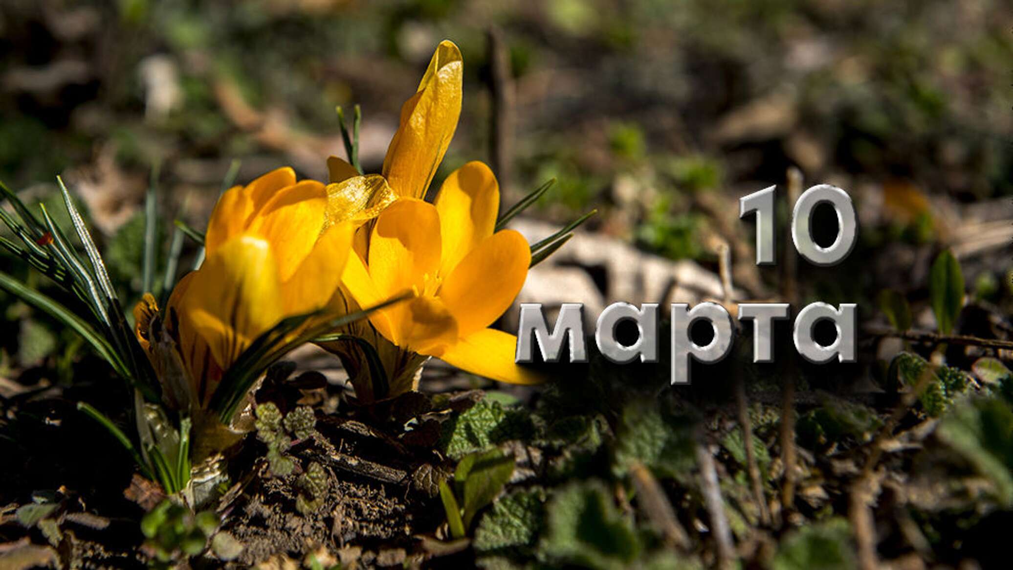 10 march. Цветы. Март.