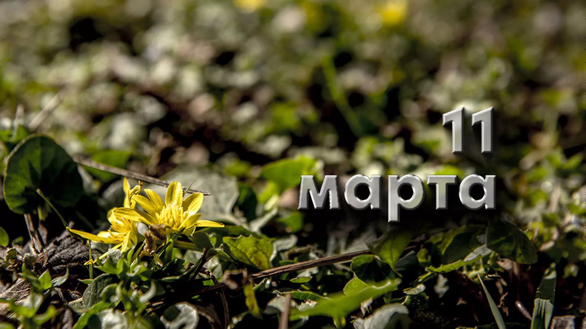 День 11 марта
