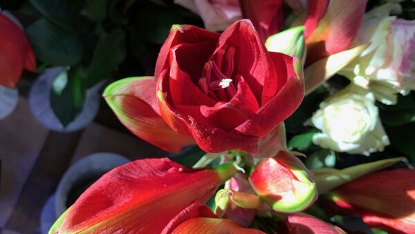 Актуальные подарки и парфюм на 8 Марта в Цхинвале - Sputnik Южная Осетия