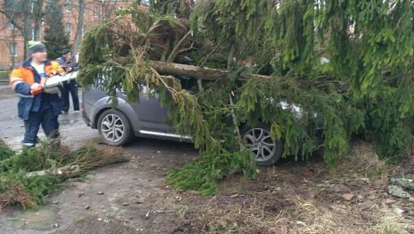 Штормовой ветер в Москве повалил 125 деревьев, один человек погиб - Sputnik Южная Осетия