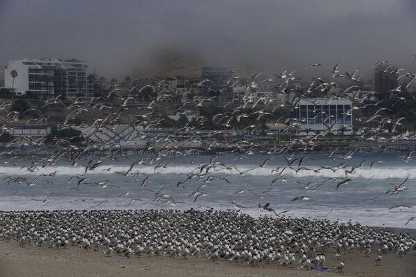 Сотни птиц на пляже Agua Dulce  в Лиме, Перу  - Sputnik Южная Осетия