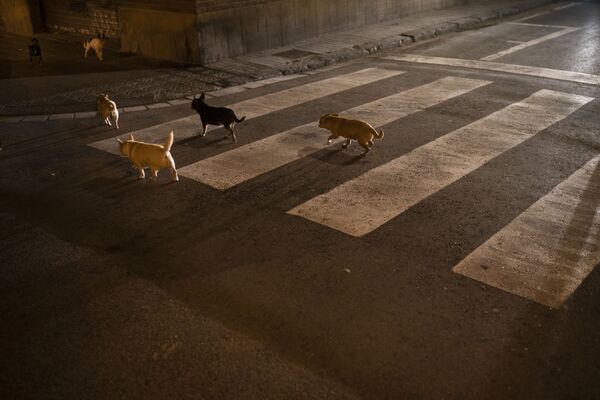 Стая собак на улице Барселоны  - Sputnik Южная Осетия