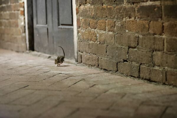 Крыса на пустынной улице в Новом Орлеане  - Sputnik Южная Осетия