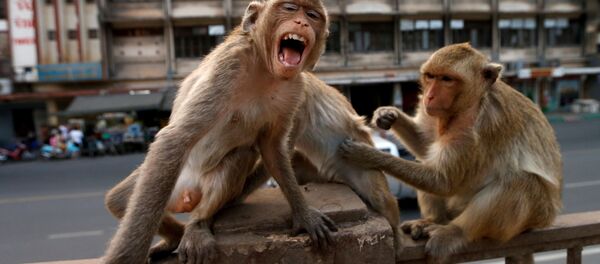 Обезьяны возле храма Пранг Сам Йод - Sputnik Южная Осетия