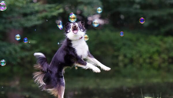 собака и мыльные пузыри - Sputnik Южная Осетия