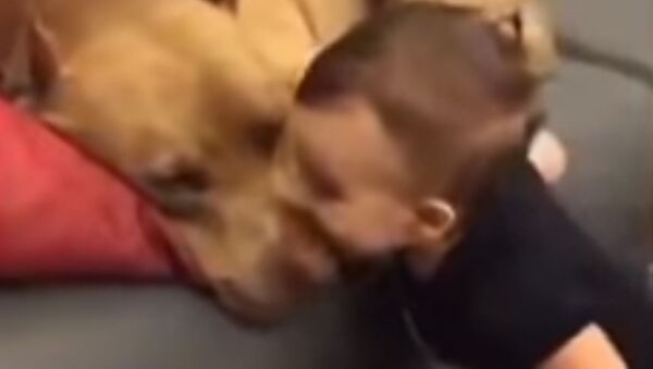 Ребенок целует спящую собаку - Sputnik Южная Осетия