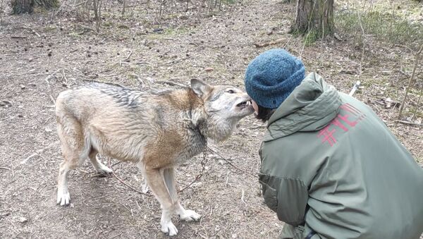 Опасный прохожий: волк гуляет по улицам города, как обычная собака - Sputnik Южная Осетия