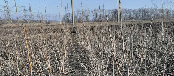 Икъаты Ибрагим Дменисы сӕндидзын кодта зӕхкуыст Икъаты Ибрагим Дменисы сӕндидзын кодта зӕхкуыст - Sputnik Хуссар Ирыстон