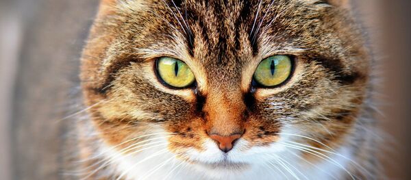 Кот Кот - Sputnik Южная Осетия