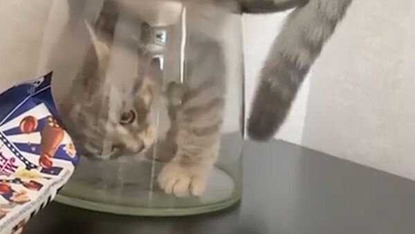 Кот залез в вазу - Sputnik Южная Осетия