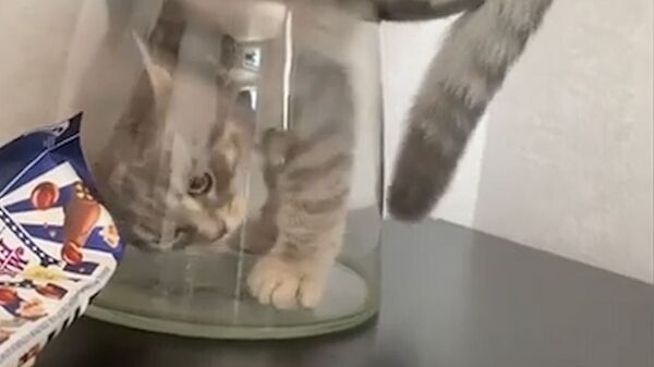 Упрямый кот доказал хозяйке, что легко поместится в вазе: видео - Sputnik Южная Осетия