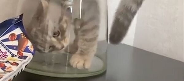 Кот залез в вазу - Sputnik Южная Осетия