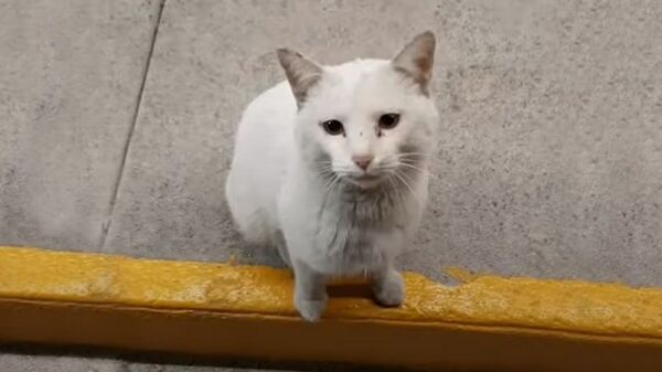 Как умная кошка заставила женщину раскошелиться - видео - Sputnik Южная Осетия