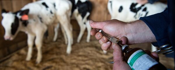 Вакцинация животных Вакцинация животных - Sputnik Южная Осетия