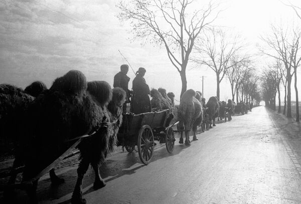 Колонна с верблюдами на подступах к Берлину, 1945 год - Sputnik Южная Осетия