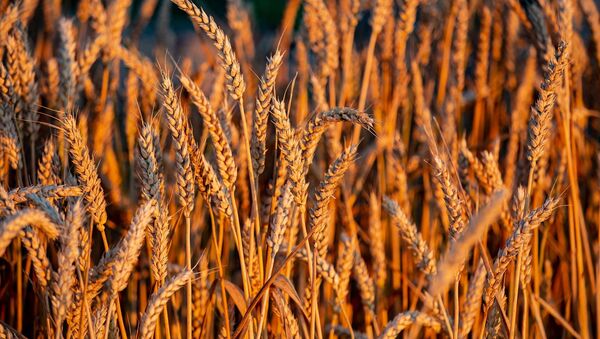 Урожай пшеницы - Sputnik Южная Осетия