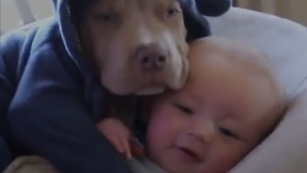 Видео обнимашек пса и малыша - Sputnik Южная Осетия