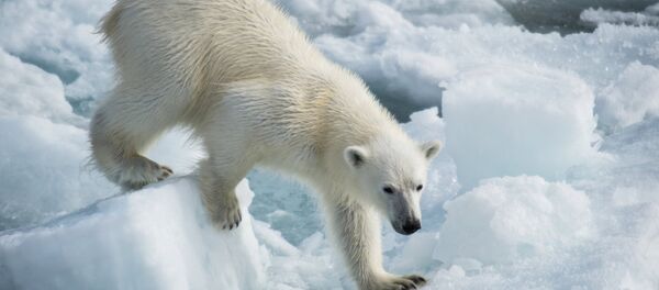 Арктическая экспедиция Кара-зима 2015 Арктическая экспедиция Кара-зима 2015 - Sputnik Южная Осетия