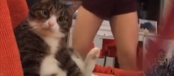 Спасите: смешная реакция кошки на танцы хозяйки Спасите: смешная реакция кошки на танцы хозяйки - Sputnik Южная Осетия