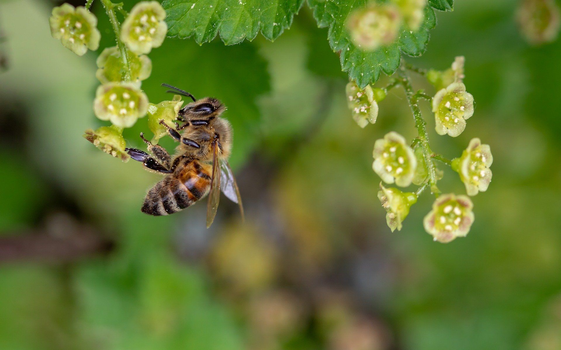 Медоносная пчела собирает пыльцу - Sputnik Южная Осетия, 1920, 19.05.2022